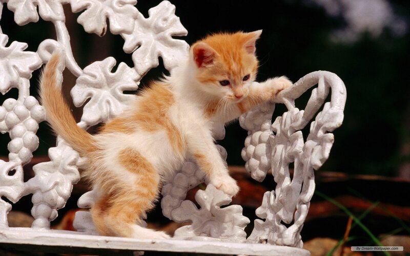 Orange and White Kitten — Curious, Afternoon