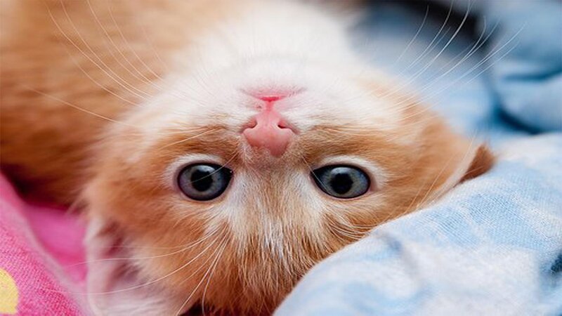 Orange and White Kitten — Curious, Photograph, Blanket