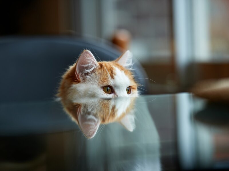 Orange and White Kitten — Curious, Photograph, Cat, Table