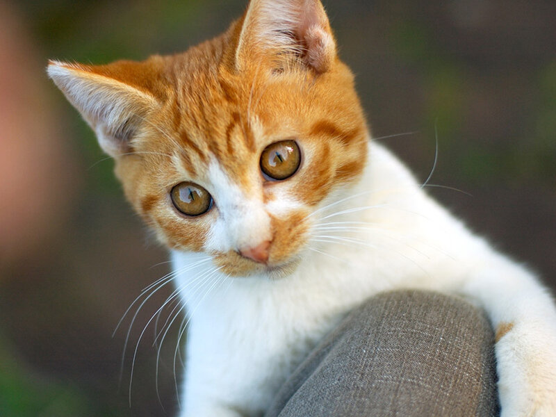 Orange and White Kitten — Curious, Photograph, Cat
