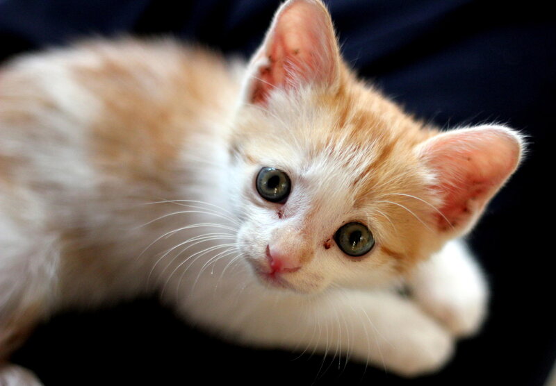 Orange and White Kitten — Curious, Photograph, Ears