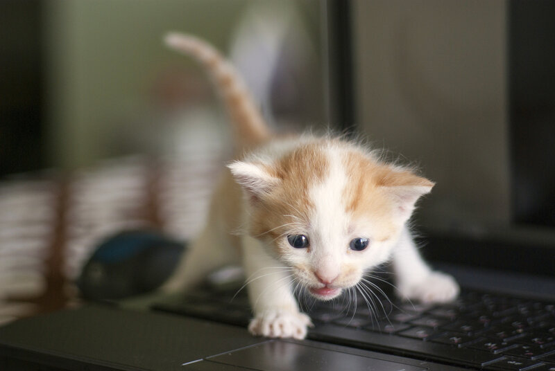 Orange and White Kitten — Curious, Photograph, Laptop