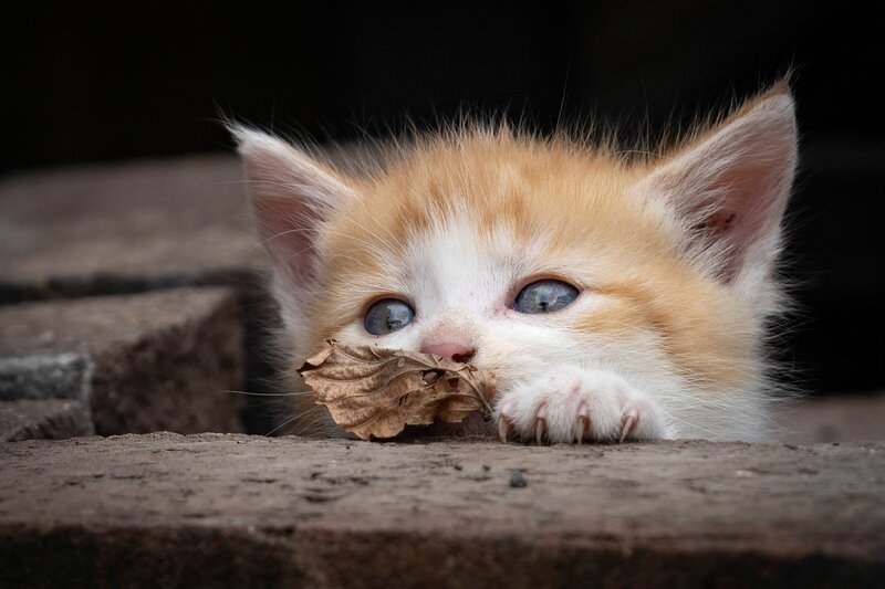 Orange and White Kitten — Curious, Photograph, Leaf