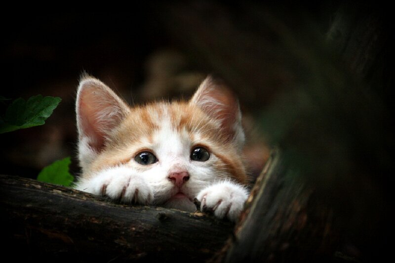 Orange and White Kitten — Curious, Photograph, Log