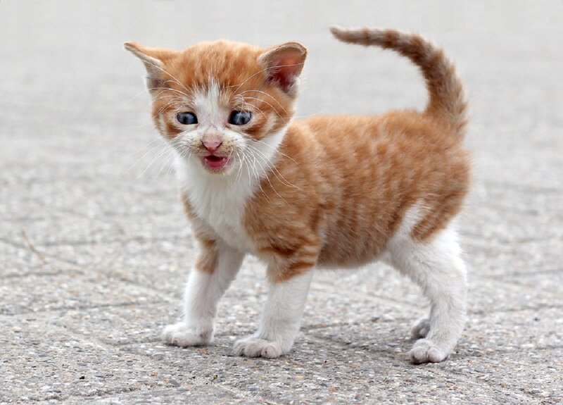 Orange and White Kitten — Curious, Photograph, Pavement