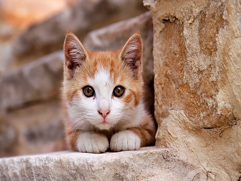Orange and White Kitten — Curious, Photograph, Stone Wall