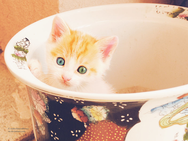Orange and White Kitten — Curious, Photograph