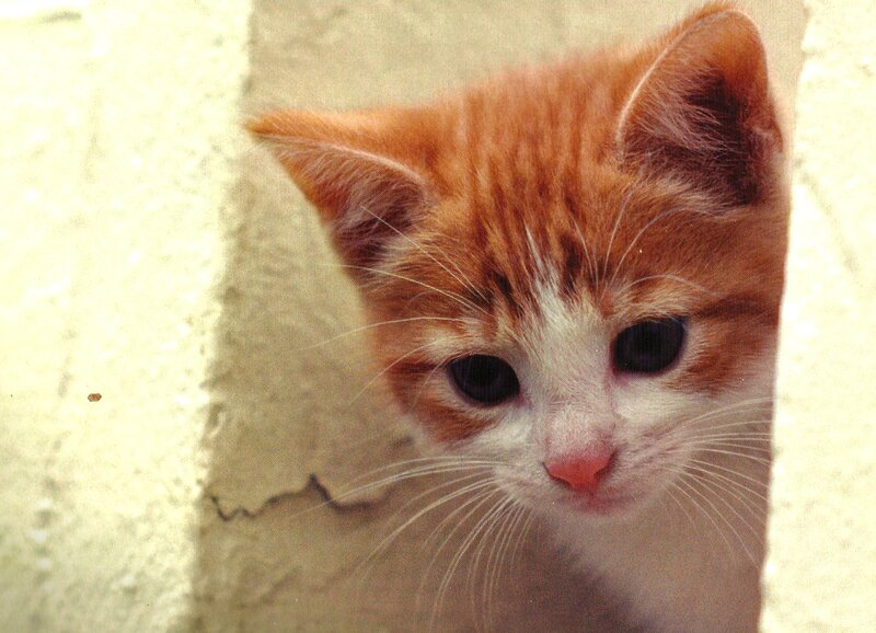 Orange and White Kitten — Curious, Photograph, Wall