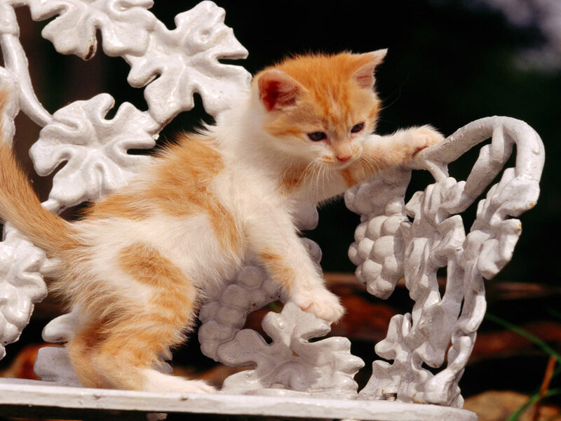 Orange and White Kitten — Curious, Photograph, White Chair