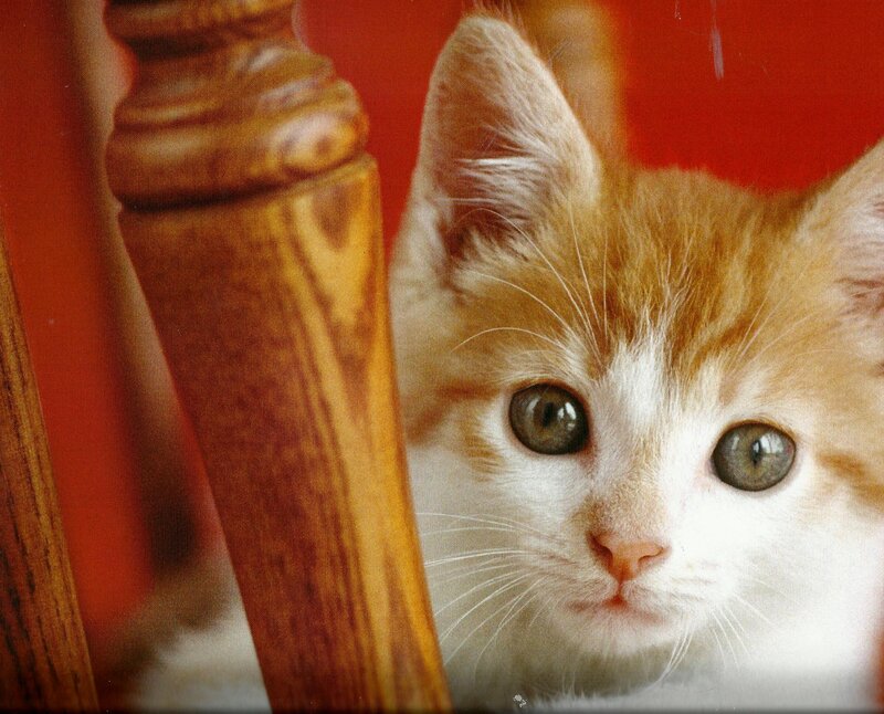 Orange and White Kitten — Curious, Photograph, Wooden Chair