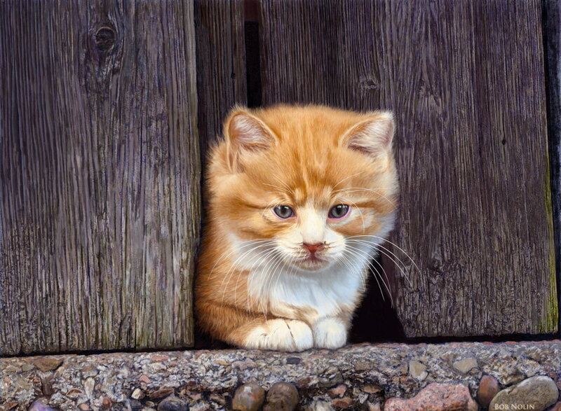 Orange and White Kitten — Curious, Photograph, Wooden Fence