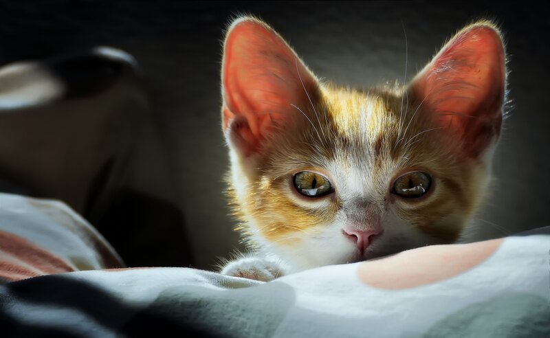 Orange and White Kitten — Dramatic