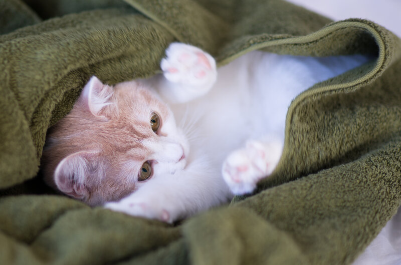 Orange and White Kitten — Green, Calm