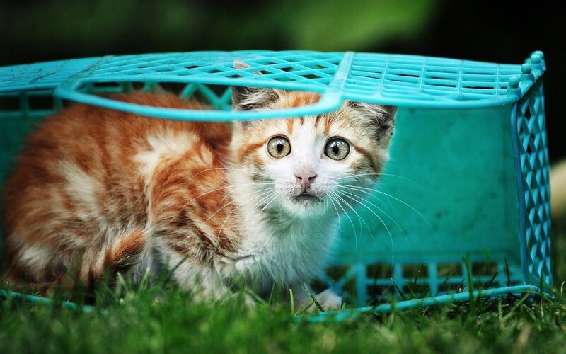 Orange and White Kitten — Green, Curious, Afternoon, Photograph, Basket