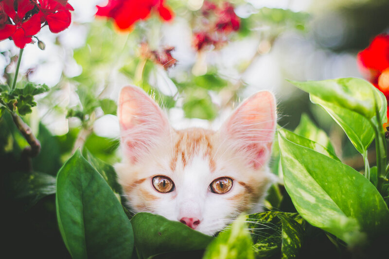 Orange and White Kitten — Green, Curious, Afternoon, Photograph, Flowers