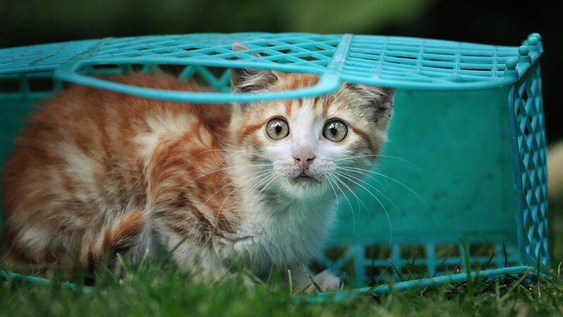 Orange and White Kitten — Green, Curious, Afternoon