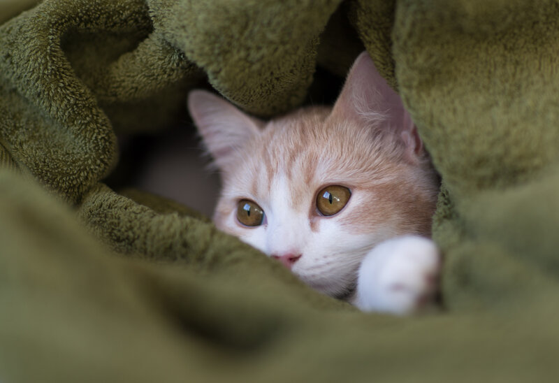 Orange and White Kitten — Green, Curious, Photograph