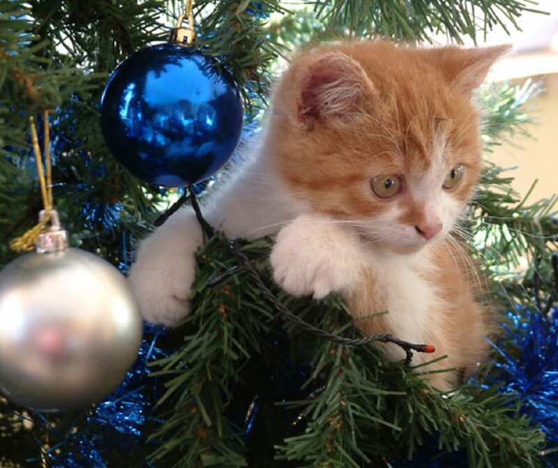 Orange and White Kitten — Green, Curious, Winter