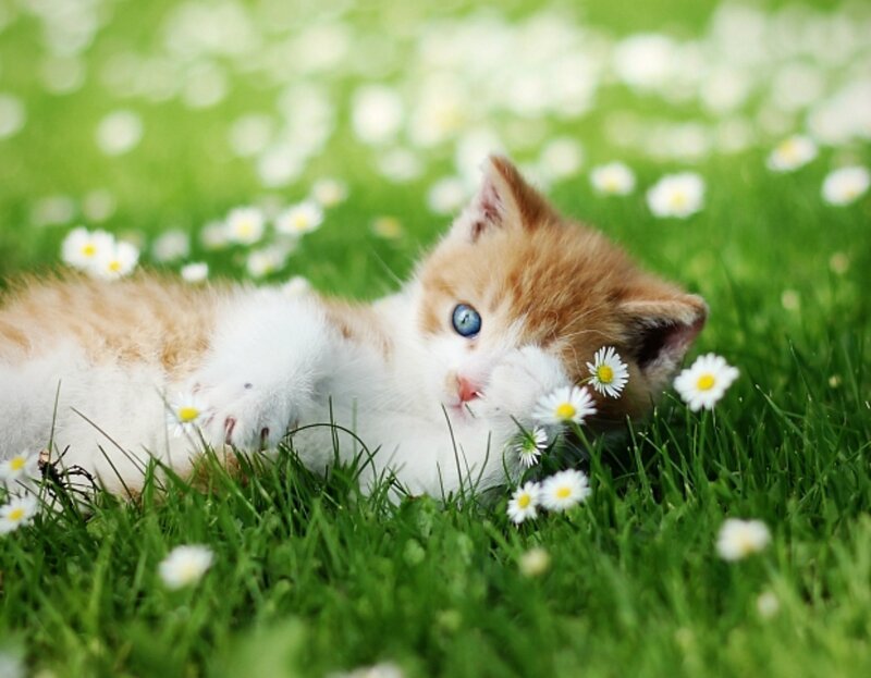 Orange and White Kitten — Green, Peaceful
