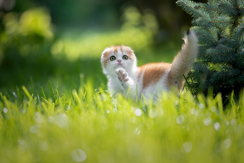 Orange and White Kitten — Green, Playful, Afternoon