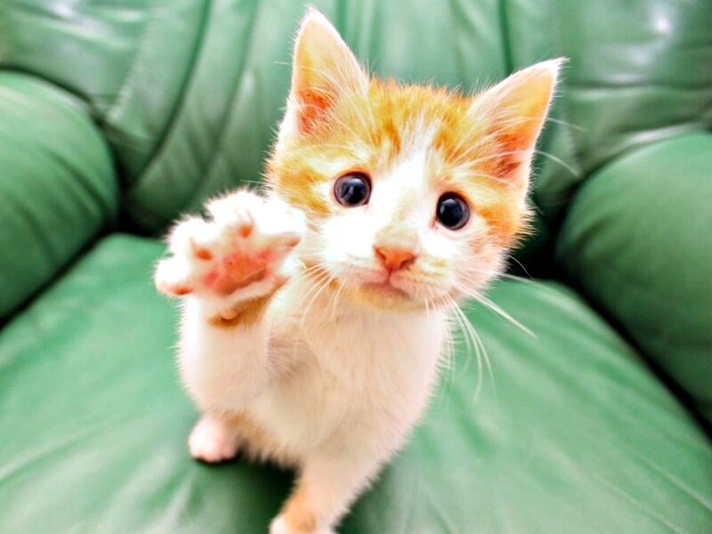 Orange and White Kitten — Green, Playful, Photograph