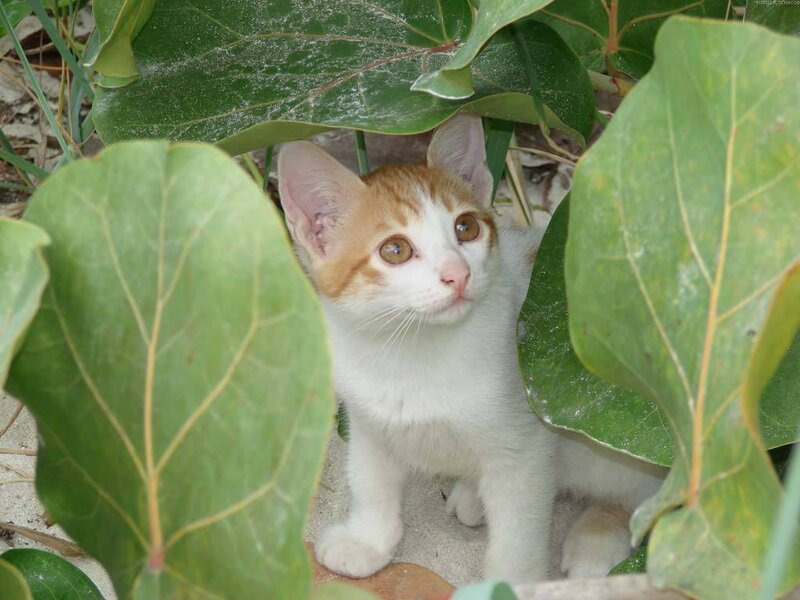 Orange-and-white Kitten — Green