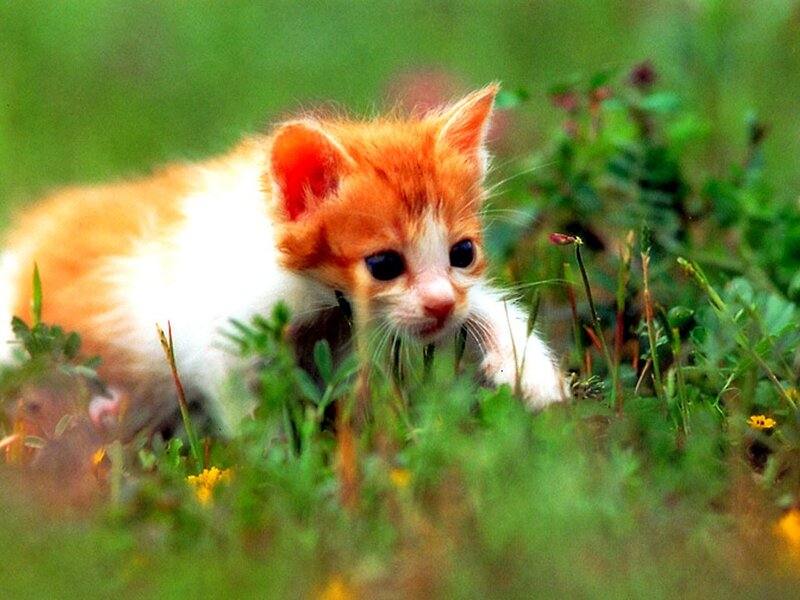 Orange and white kitten in grass