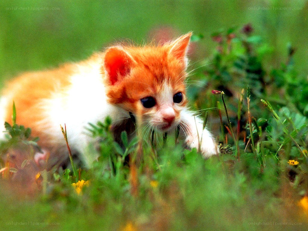 Orange and white kitten in grass