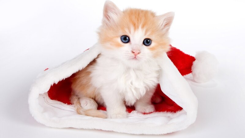 Orange and White Kitten — Innocent, Photograph, Santa Hat