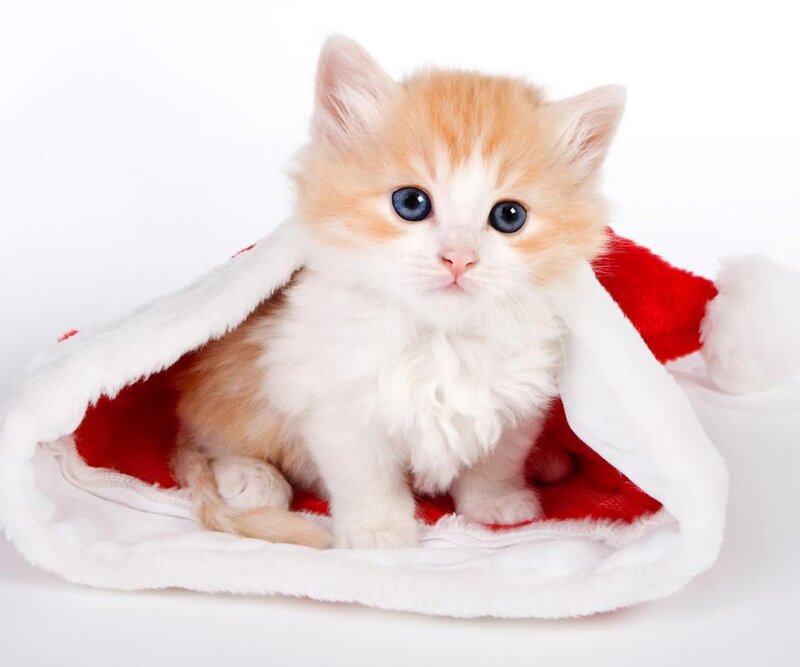 Orange and White Kitten — Innocent, Photograph, Santa Hat, White Background