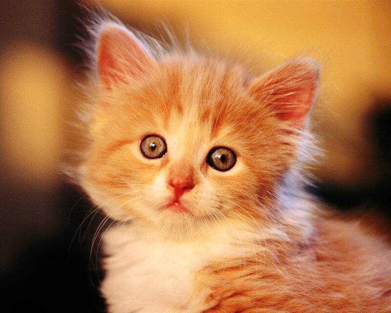 Orange and White Kitten — Innocent, Photograph