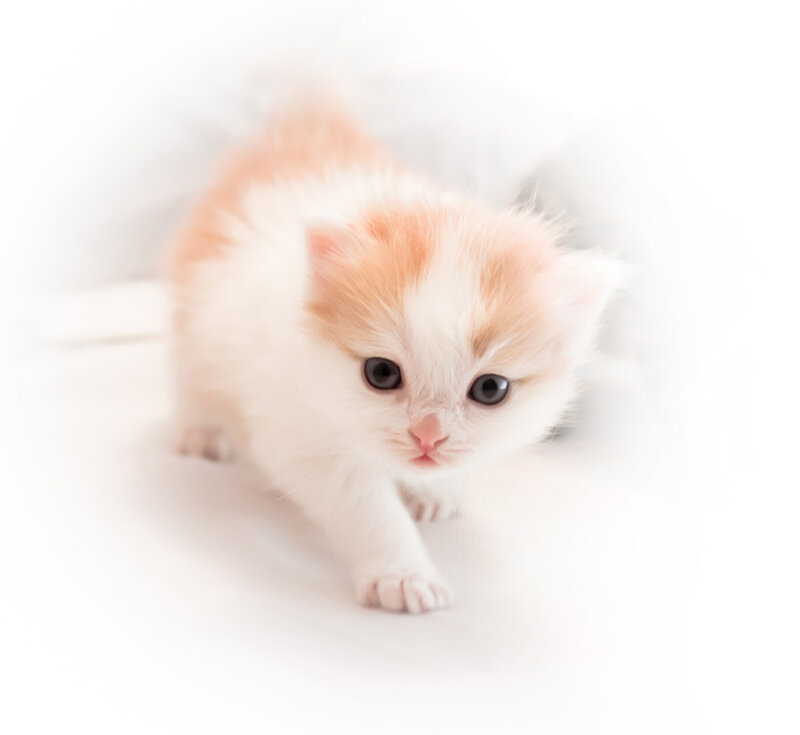 Orange and White Kitten — Innocent, Photograph, White Surface