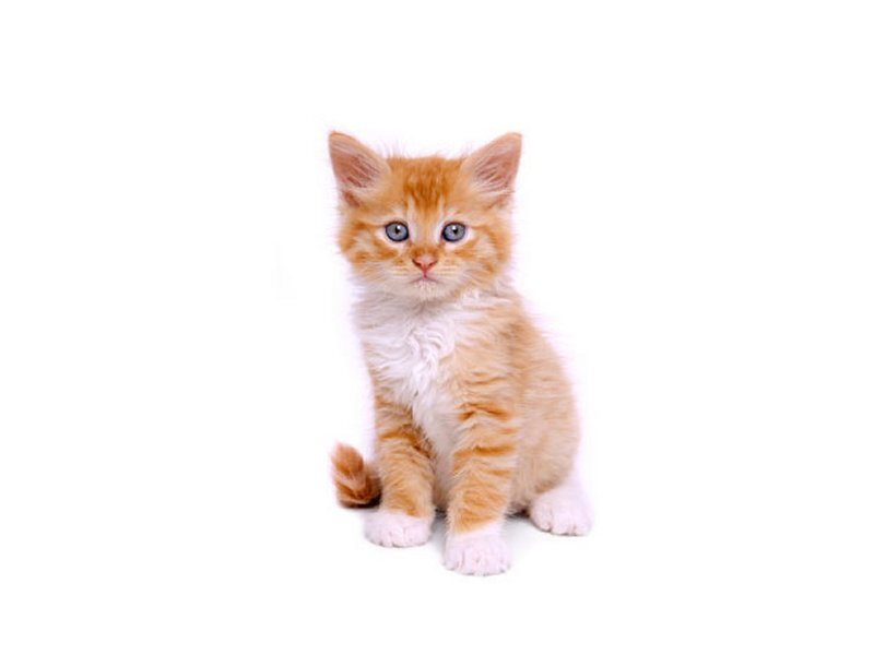 Orange and White Kitten — Innocent