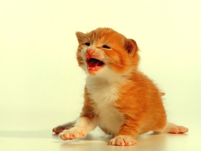 Orange and White Kitten — Neutral