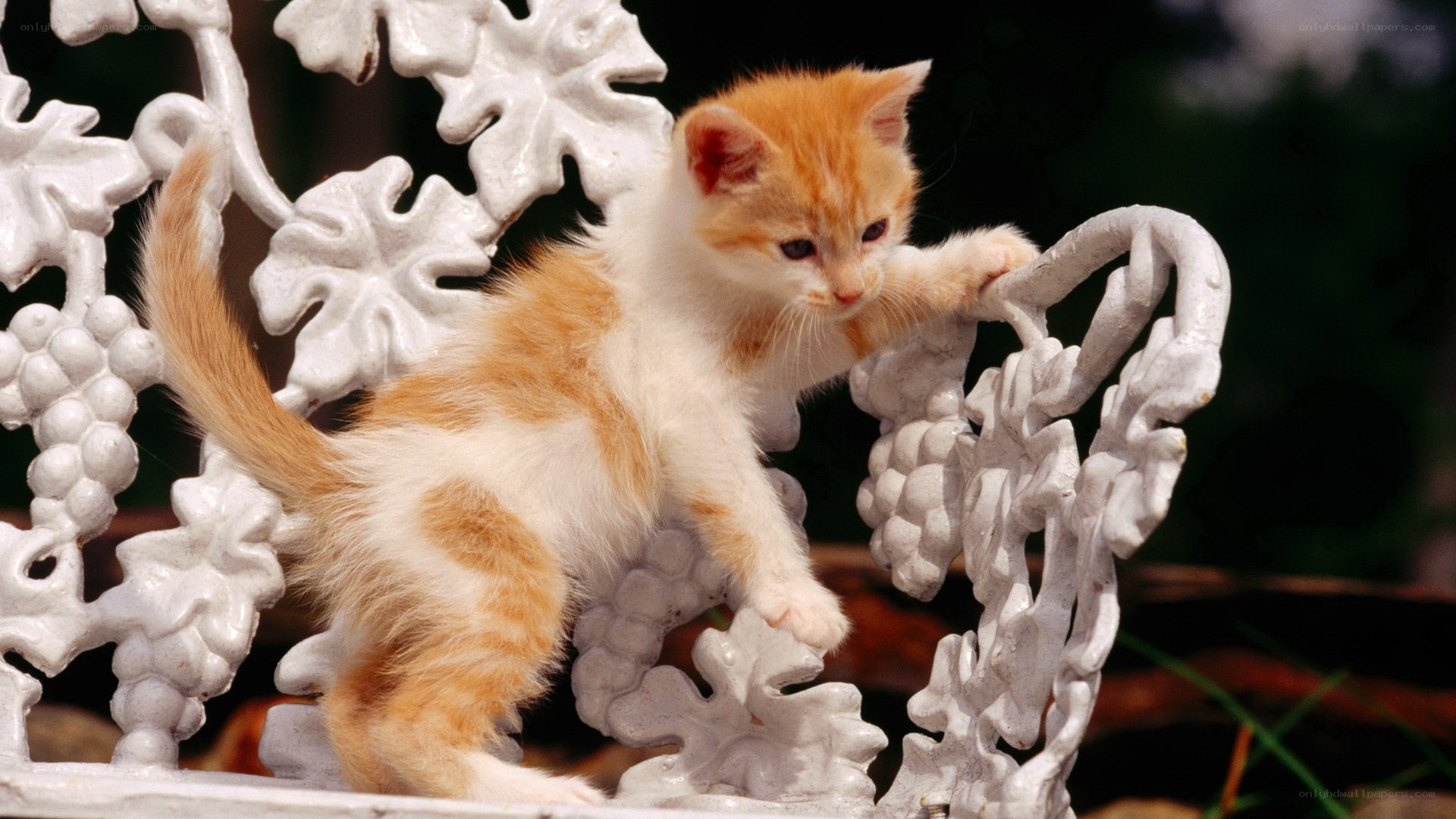 orange and white kitten on bench