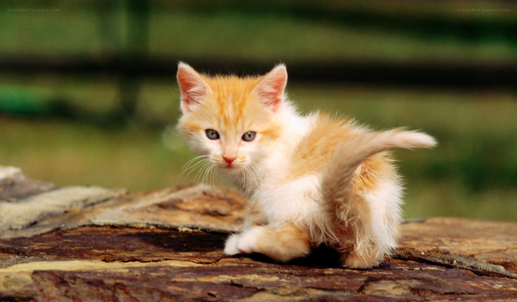 orange and white kitten on log