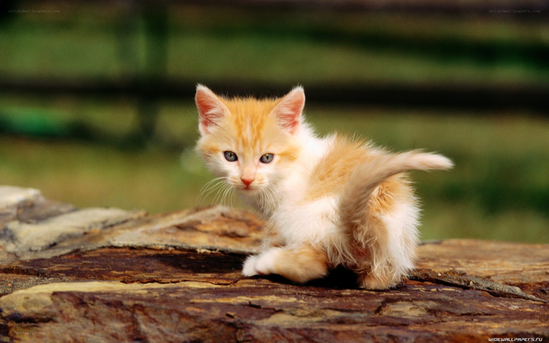 orange and white kitten on log