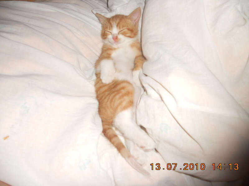 Orange and White Kitten — Peaceful, Afternoon