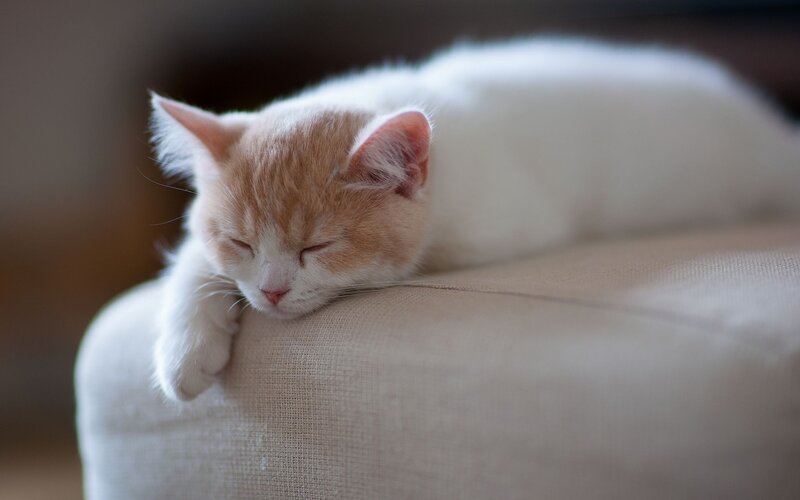 Orange and White Kitten — Peaceful, Photograph, Couch