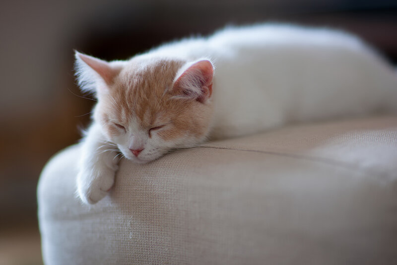 Orange and White Kitten — Peaceful, Photograph, Cushion, Sleeping