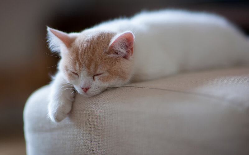 Orange and White Kitten — Peaceful, Photograph, Cushion