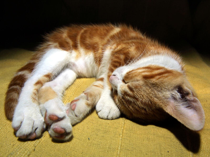 Orange and White Kitten — Peaceful, Photograph