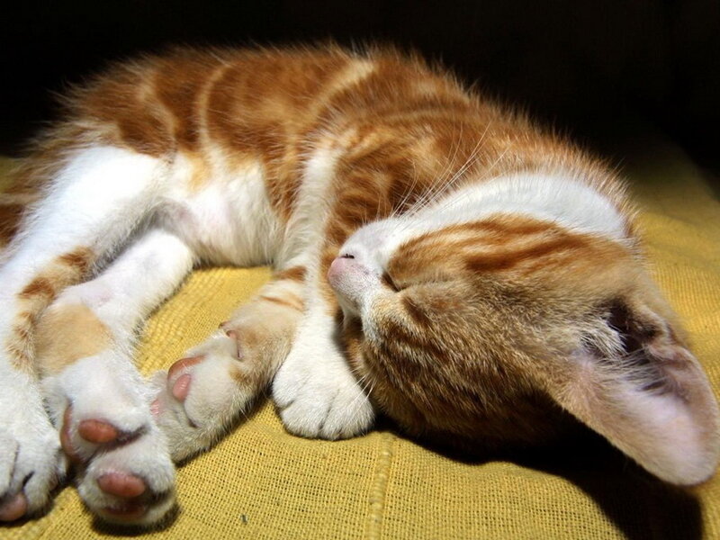 Orange and White Kitten — Peaceful