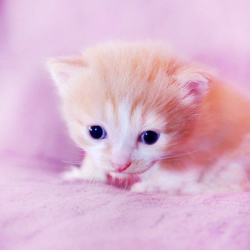 Orange and White Kitten — Pink, Calm