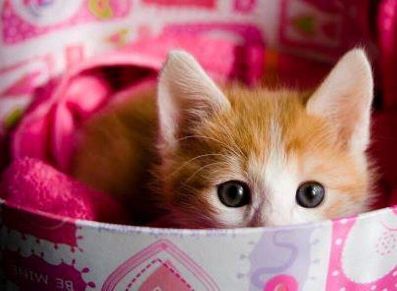 Orange and White Kitten — Pink, Curious