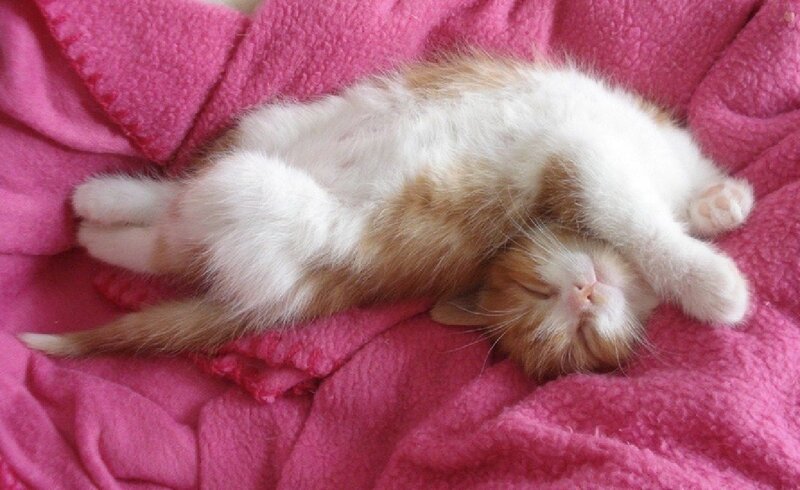 Orange and White Kitten — Pink