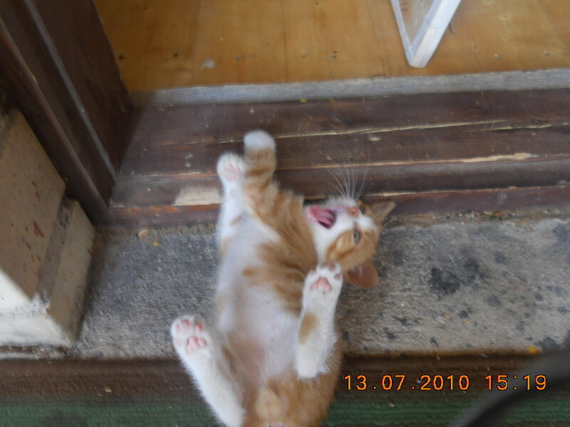 Orange and White Kitten — Playful, Afternoon