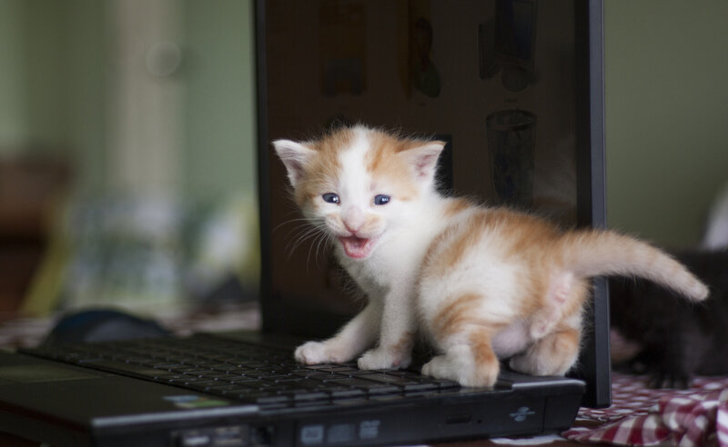 Orange and White Kitten — Playful, Photograph, Laptop