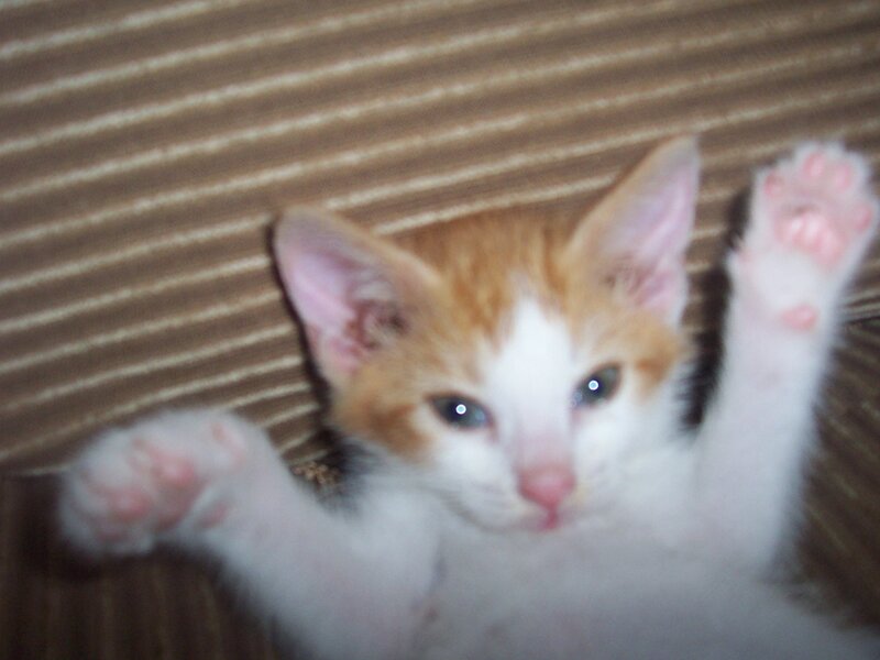 Orange and White Kitten — Playful, Photograph, Paws, Striped Surface