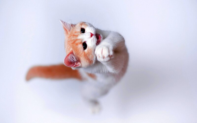 Orange and White Kitten — Playful, Photograph, Paws, Tail